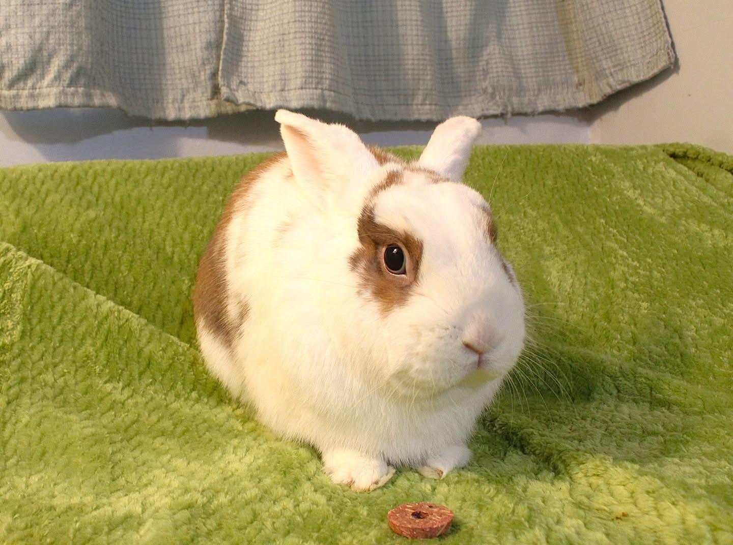 Hobnob, ADOPTABLE, Young Male English Spot.