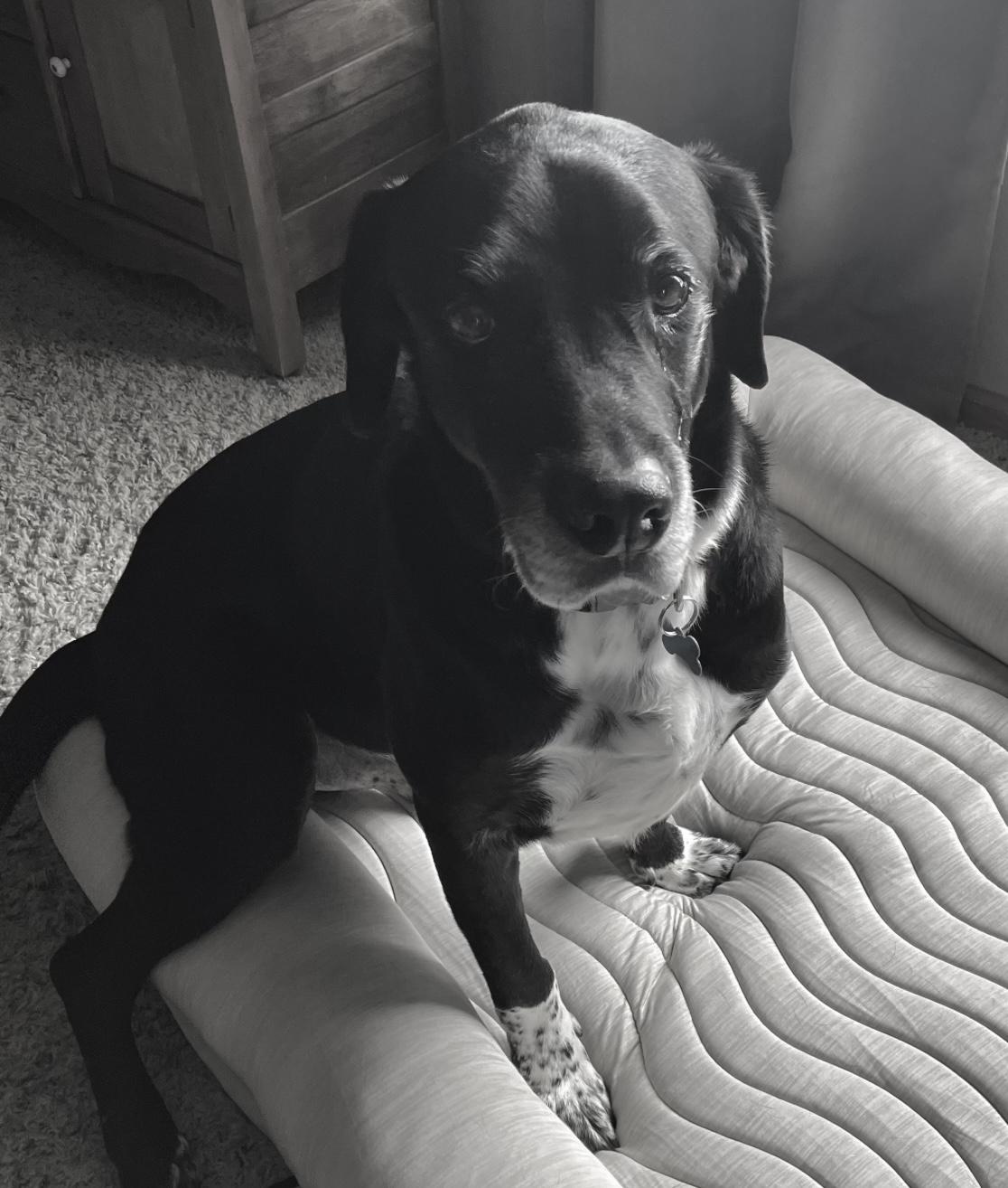 Baxter