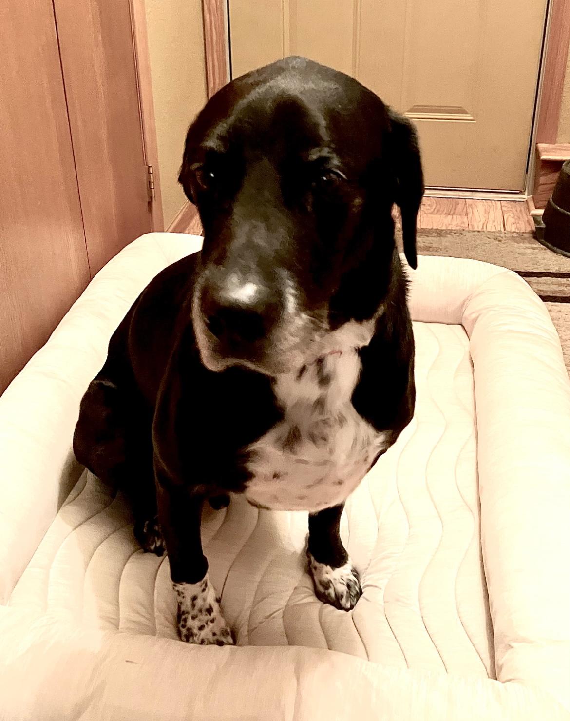 Baxter photo 4