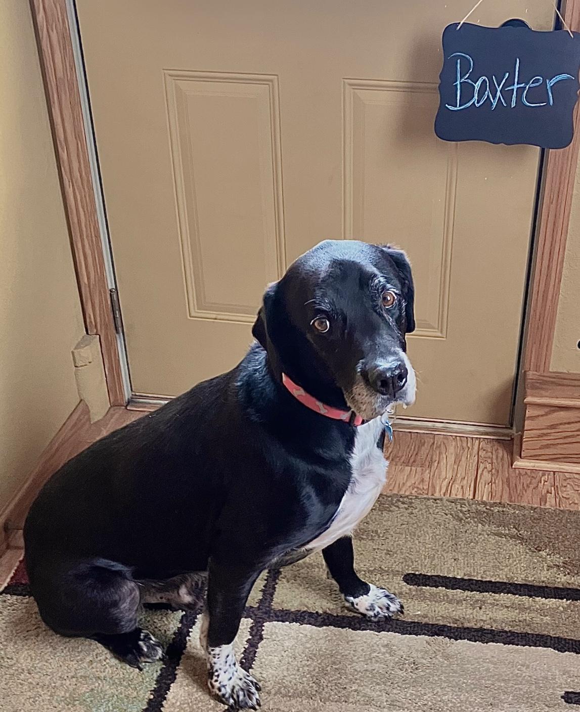 Baxter photo 2