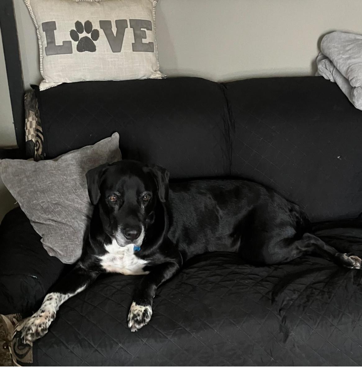 Baxter photo 3