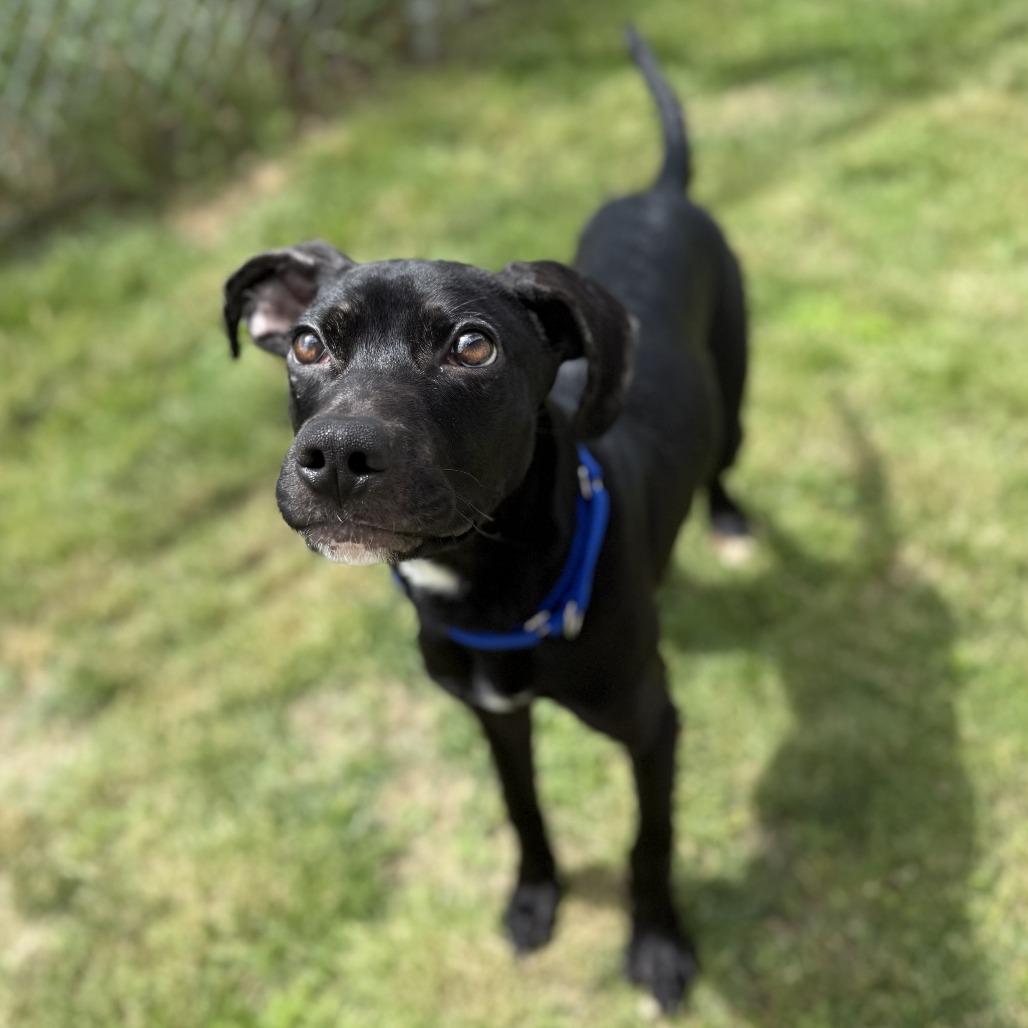 Eclipse, Adoptable, Young Male Labrador Retriever & Mixed Breed.