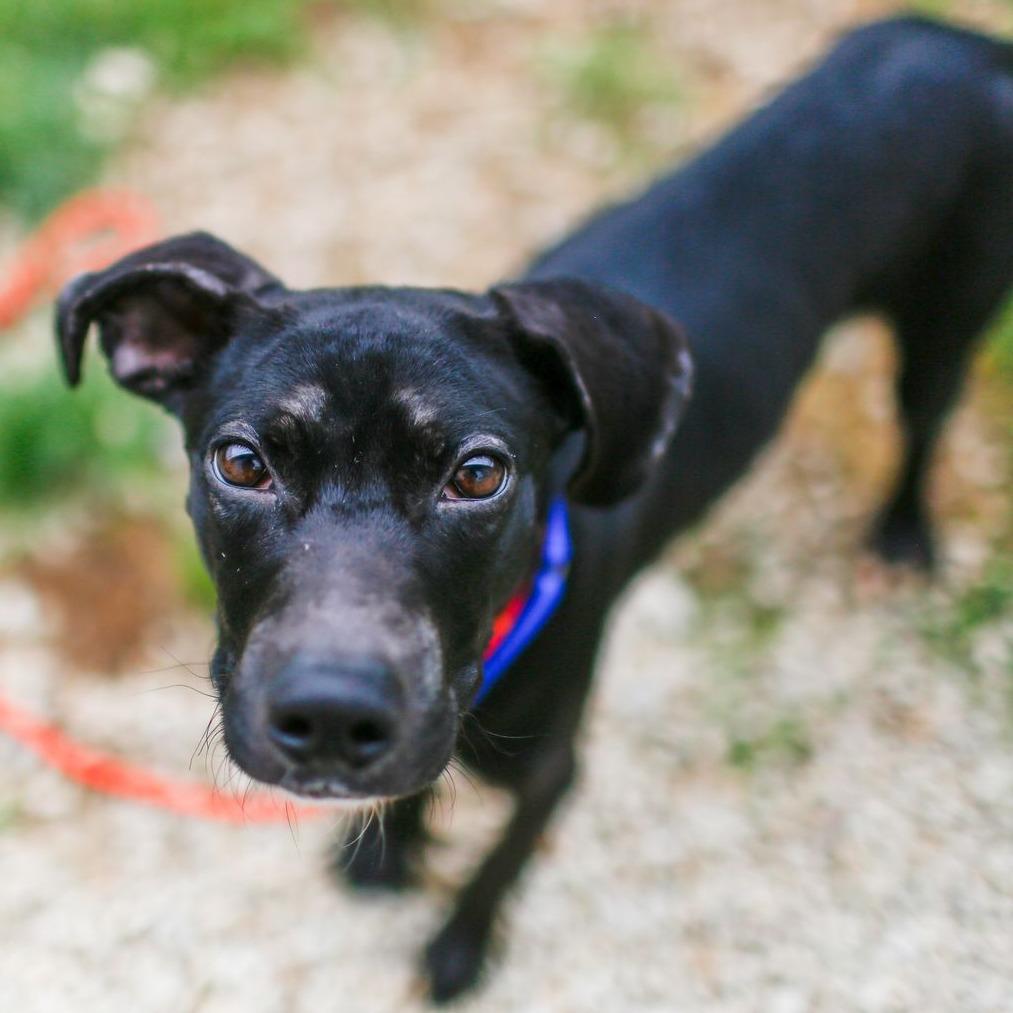 Enlarge Eclipse, a Adoptable mixed breed in Dover, NH image 2/5