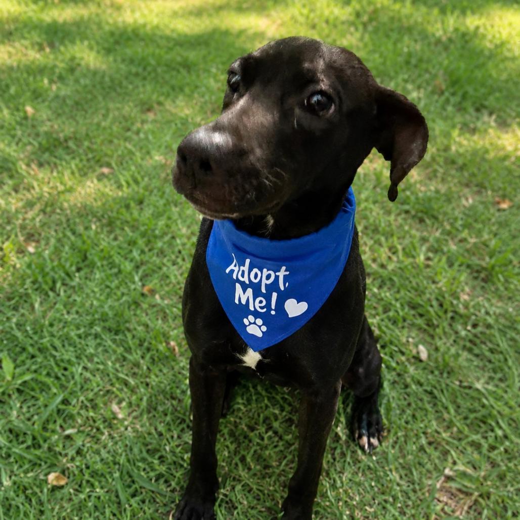 Enlarge Eclipse, a Adoptable mixed breed in Dover, NH image 3/5
