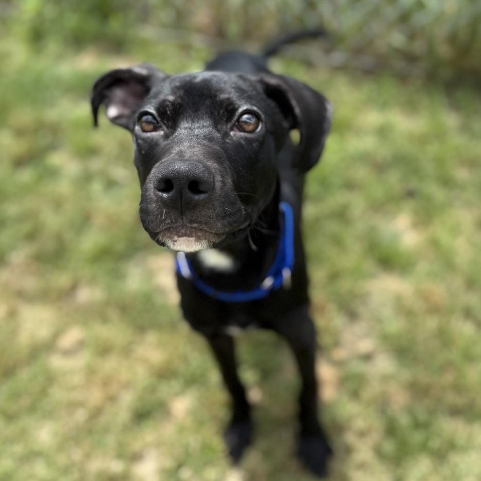 Enlarge Eclipse, a Adoptable mixed breed in Dover, NH image 4/5