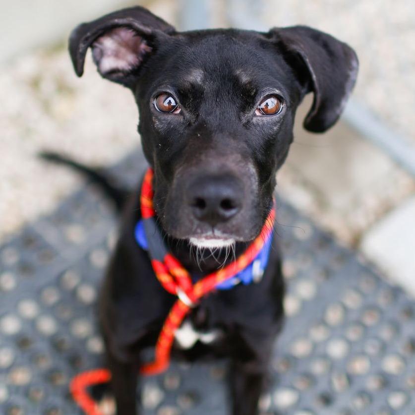 Enlarge Eclipse, a Adoptable mixed breed in Dover, NH image 5/5