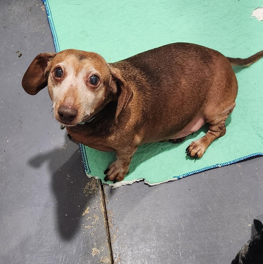 Peanut, Adoptable, Senior Male Dachshund.