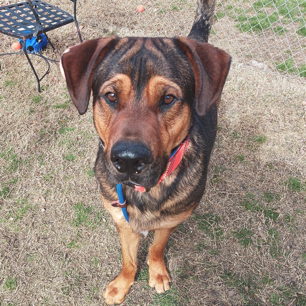 Jordie, Adoptable, Adult Male Shepherd.
