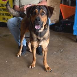 Jordie, Adoptable, Adult Male Shepherd.