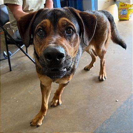 Enlarge Jordie, a Adoptable mixed breed in Denison, TX image 2/4
