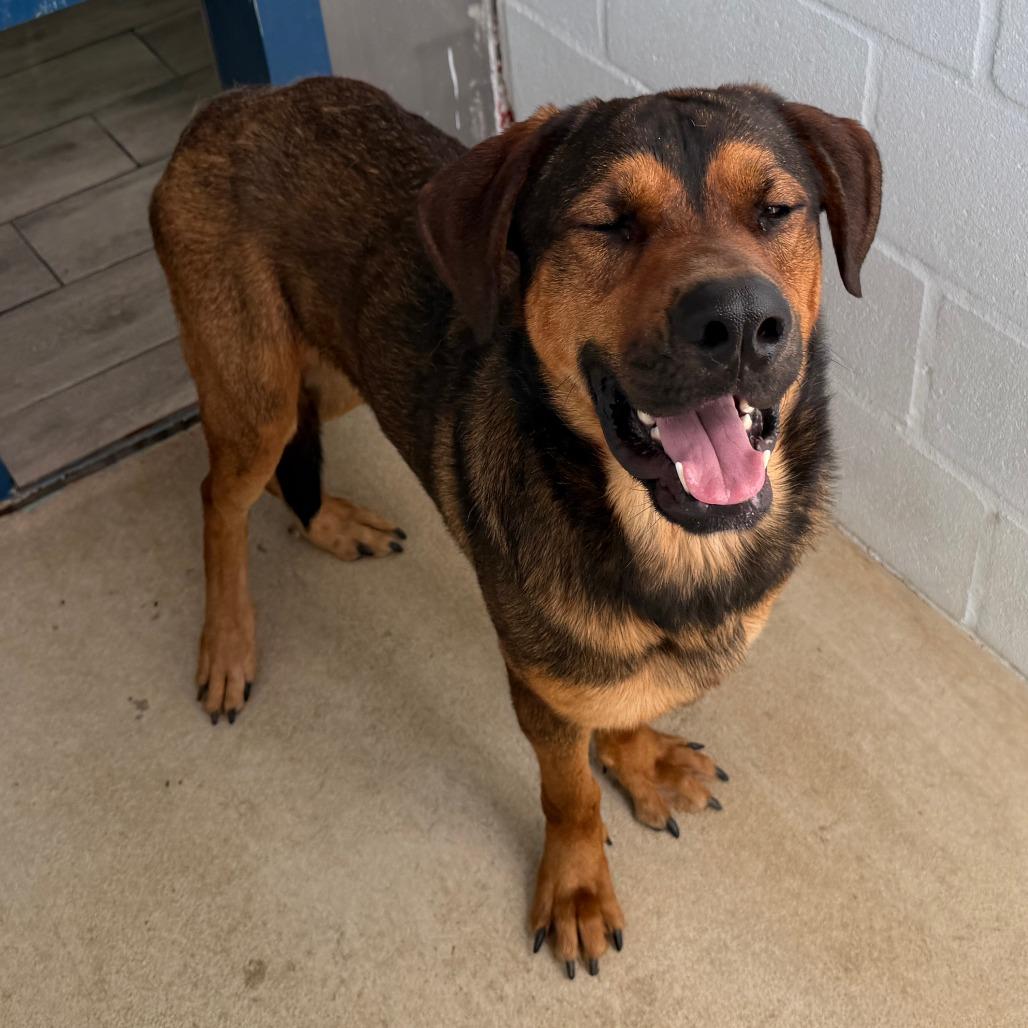 Enlarge Jordie, a Adoptable mixed breed in Denison, TX image 3/4