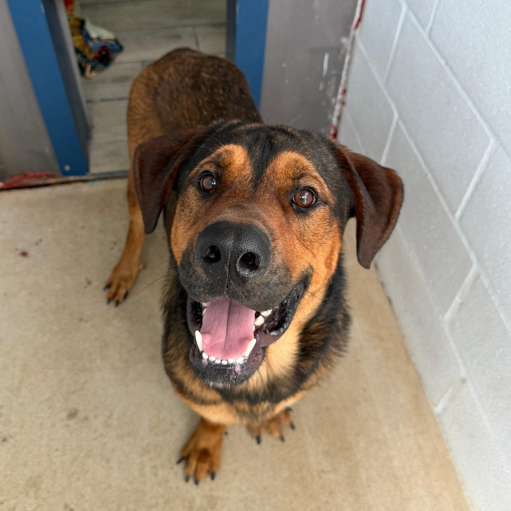 Enlarge Jordie, a Adoptable mixed breed in Denison, TX image 4/4
