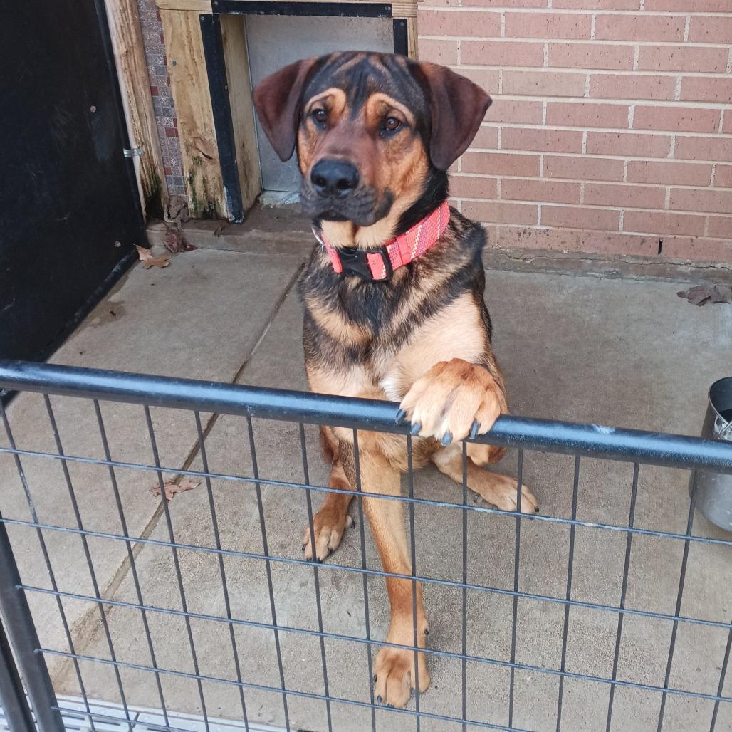 Jordie, a Adoptable mixed breed in Denison, TX image 5/5