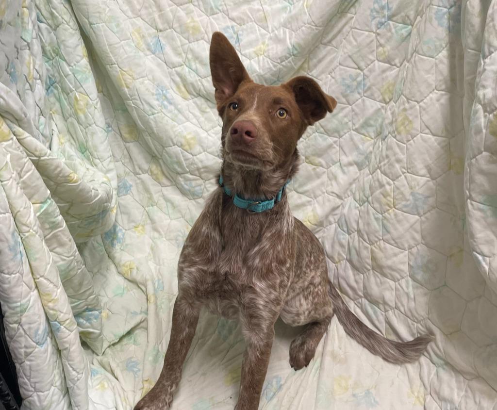 Skipper, Adoptable, Puppy Female Australian Cattle Dog / Blue Heeler & Labrador Retriever.
