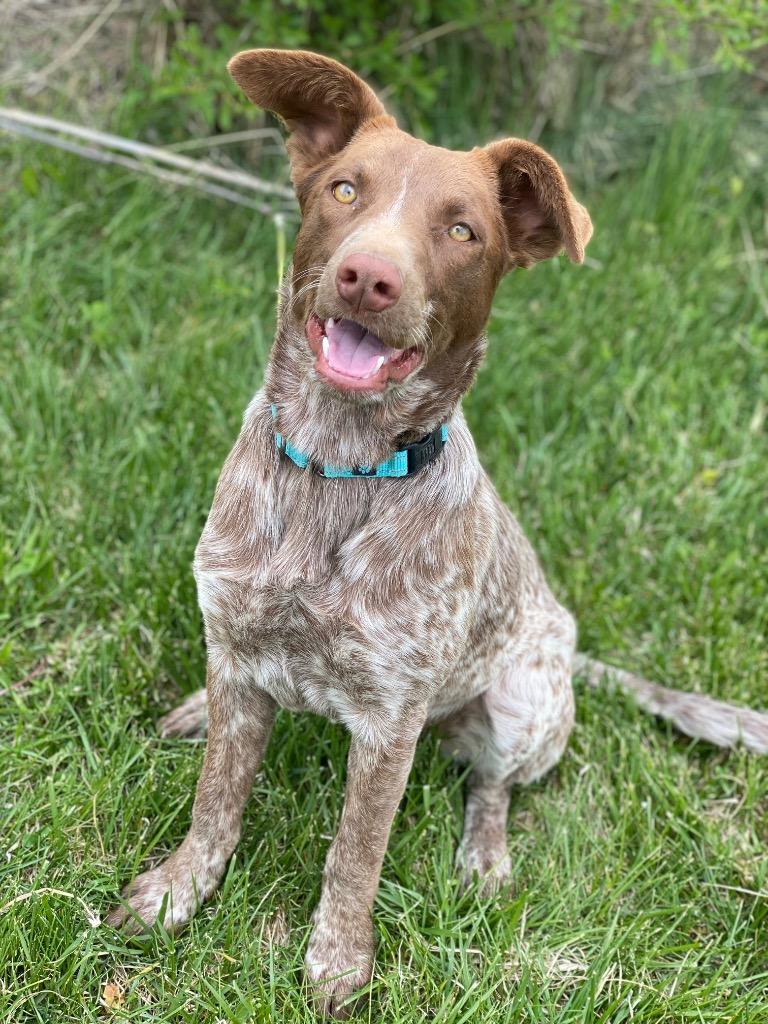 Enlarge Skipper, a Adoptable mixed breed in Decorah, IA image 2/3