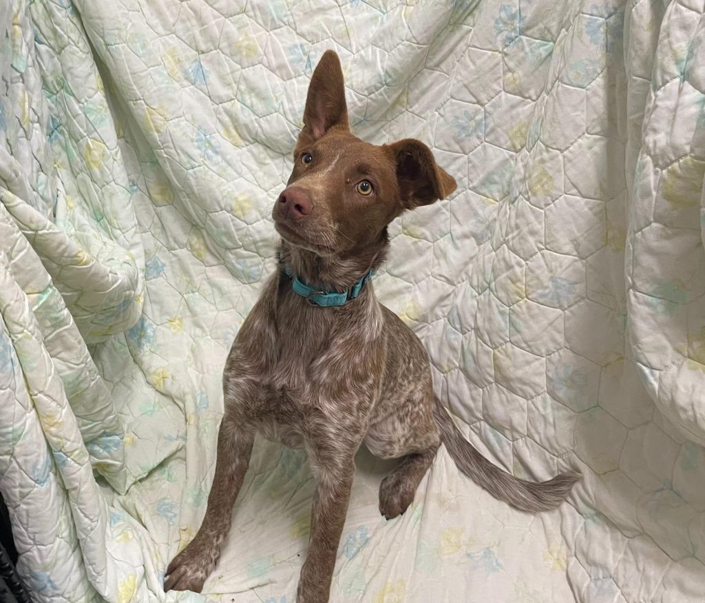 Enlarge Skipper, a Adoptable mixed breed in Decorah, IA image 3/3