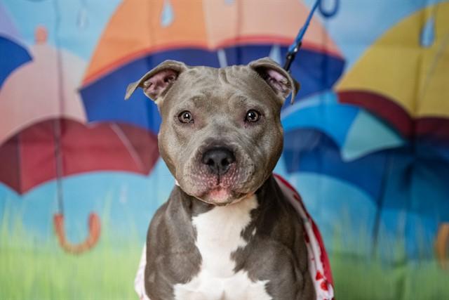 Enlarge BELLA, a Adoptable mixed breed in Minneapolis, MN image 1/1