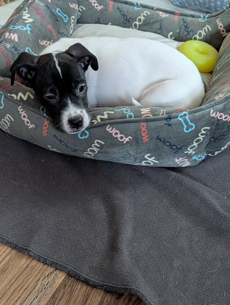 Maia, a Adoptable mixed breed in Sedalia, CO image 1/6