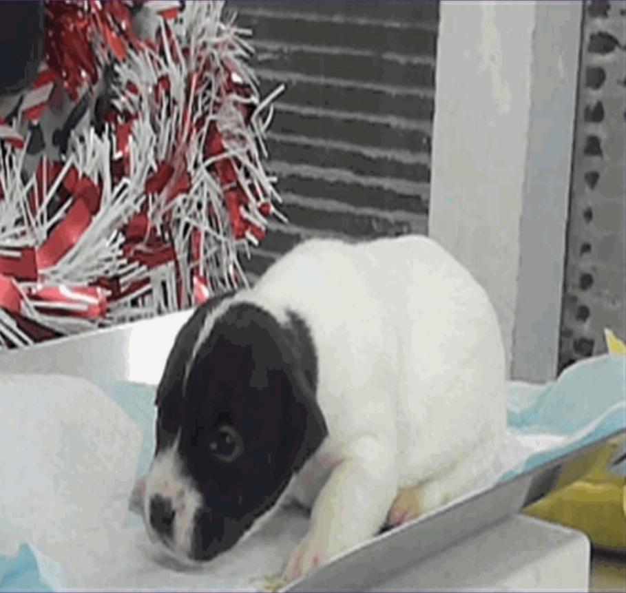 Maia, a Adoptable mixed breed in Sedalia, CO image 3/6