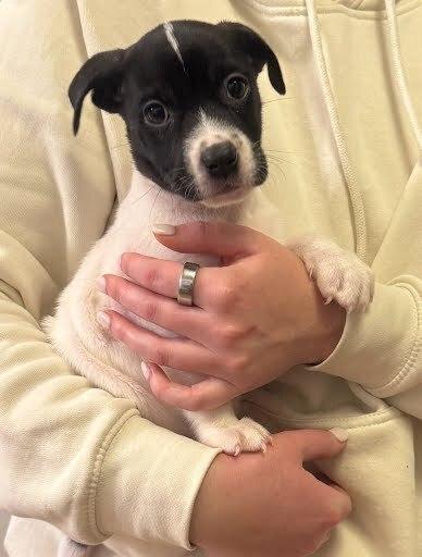 Maia, a Adoptable mixed breed in Sedalia, CO image 5/6