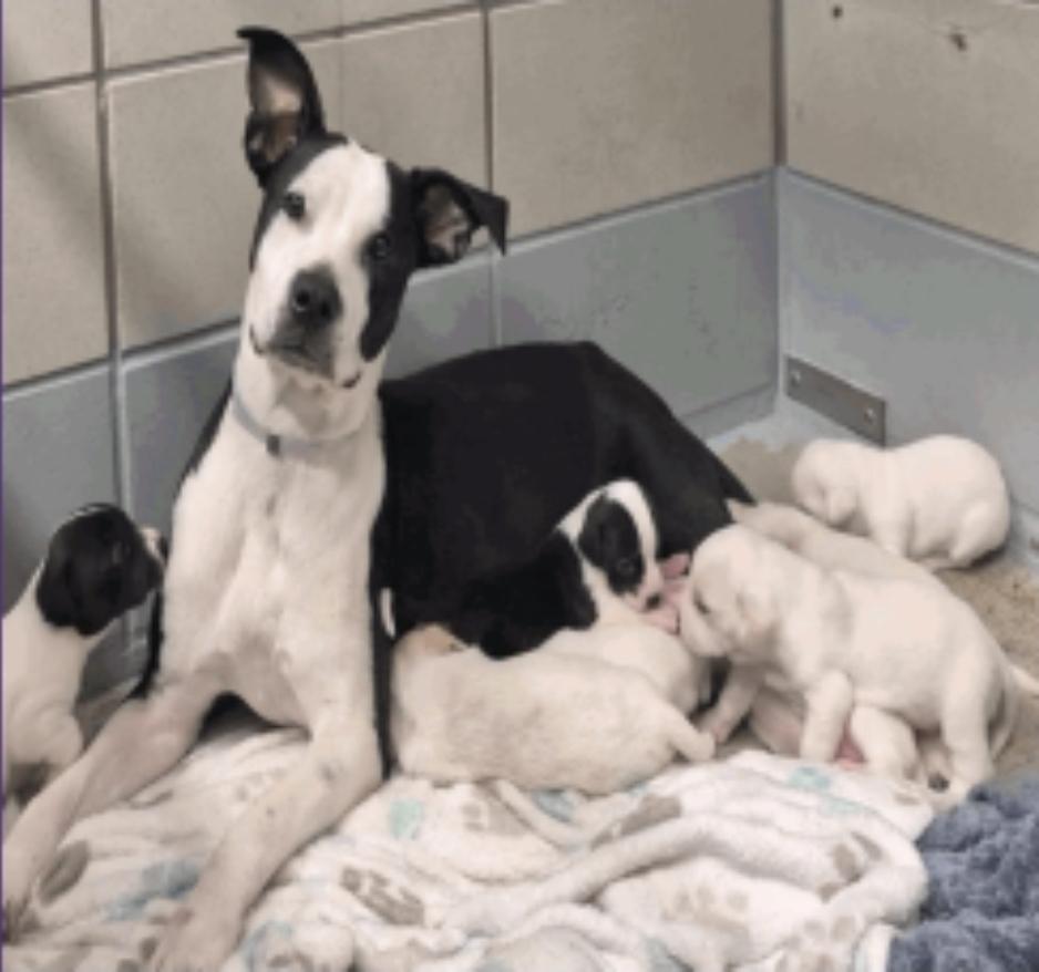 Maia, a Adoptable mixed breed in Sedalia, CO image 6/6