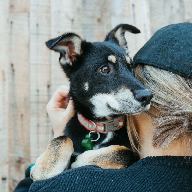 Heart, adopted, Young Female Shepherd.