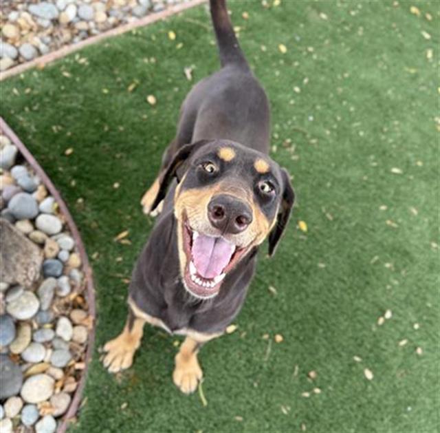 Enlarge DOTTIE, a Adoptable Doberman Pinscher in Antioch, CA image 1/1