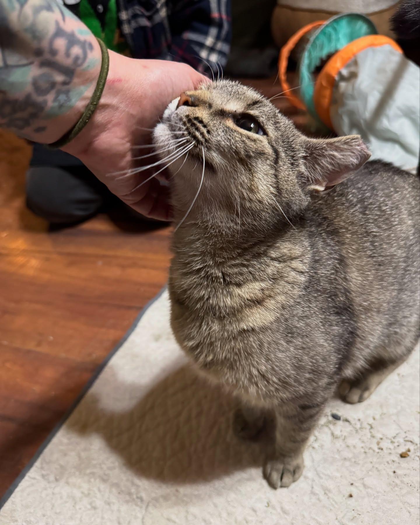 Cindy Lou, Adoptable, Young Female Domestic Short Hair.
