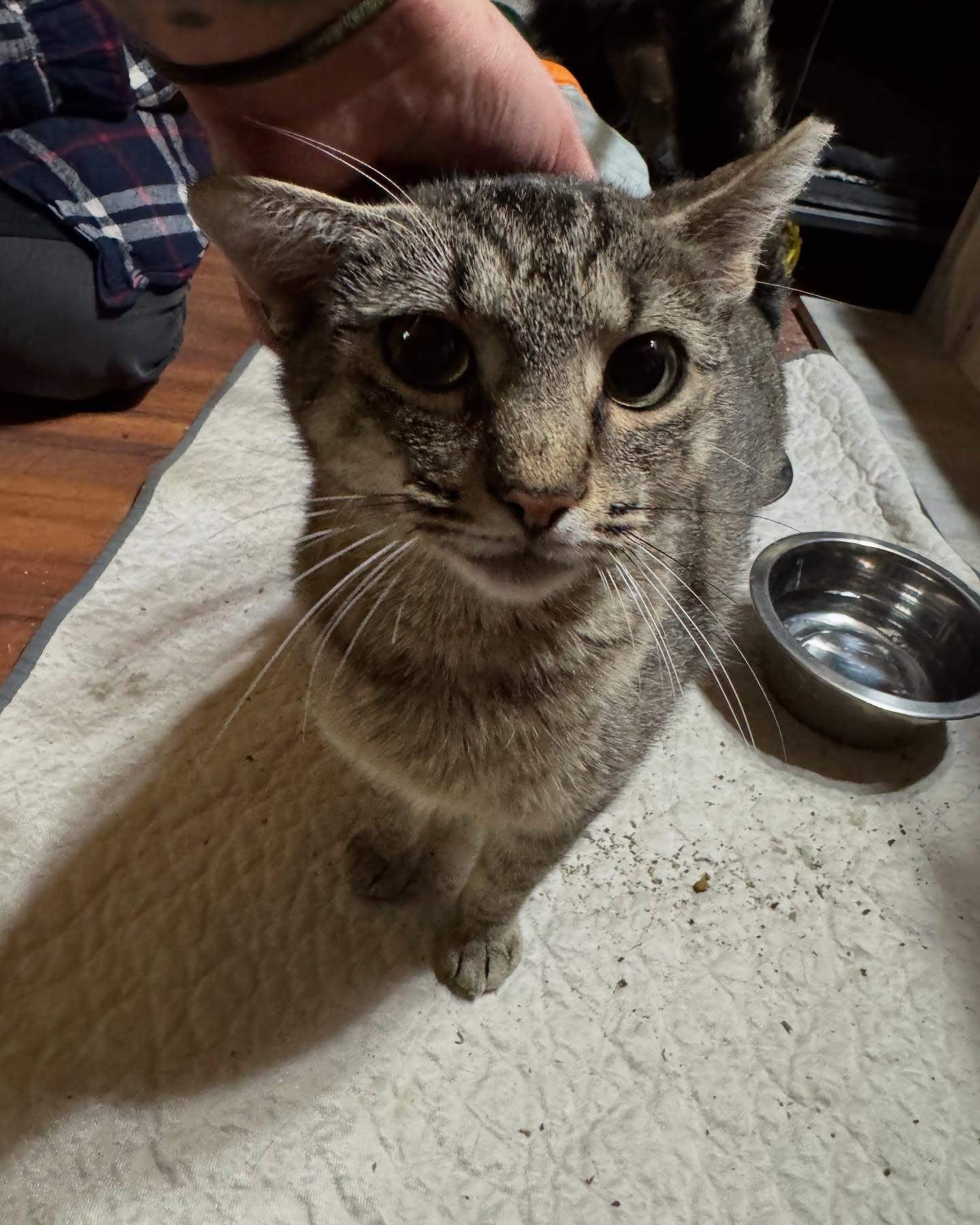 Cindy Lou, a Adoptable Domestic Short Hair in Rochester, NY image 3/6