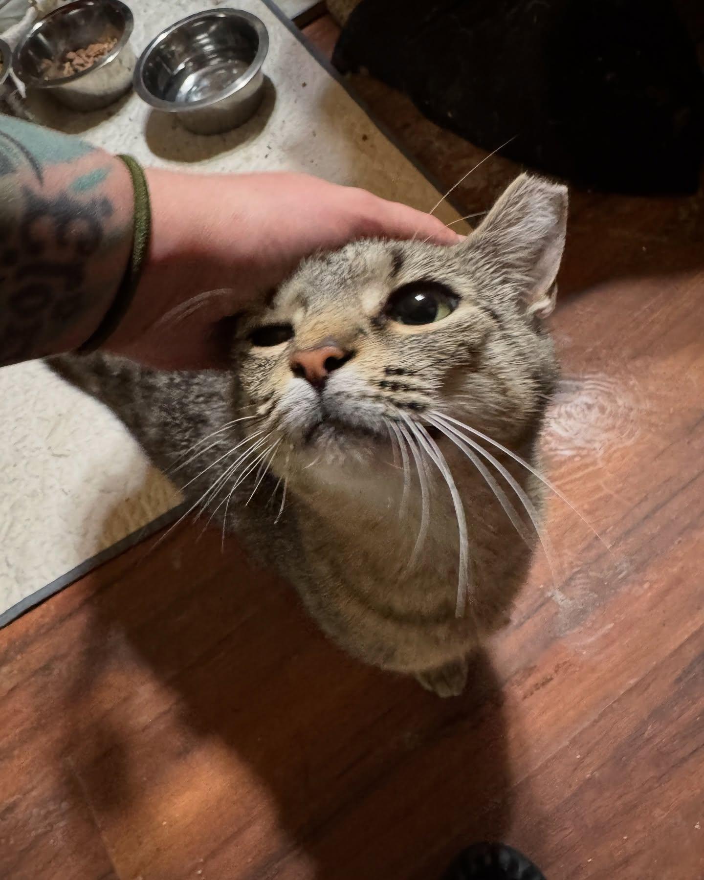 Cindy Lou, a Adoptable Domestic Short Hair in Rochester, NY image 4/6