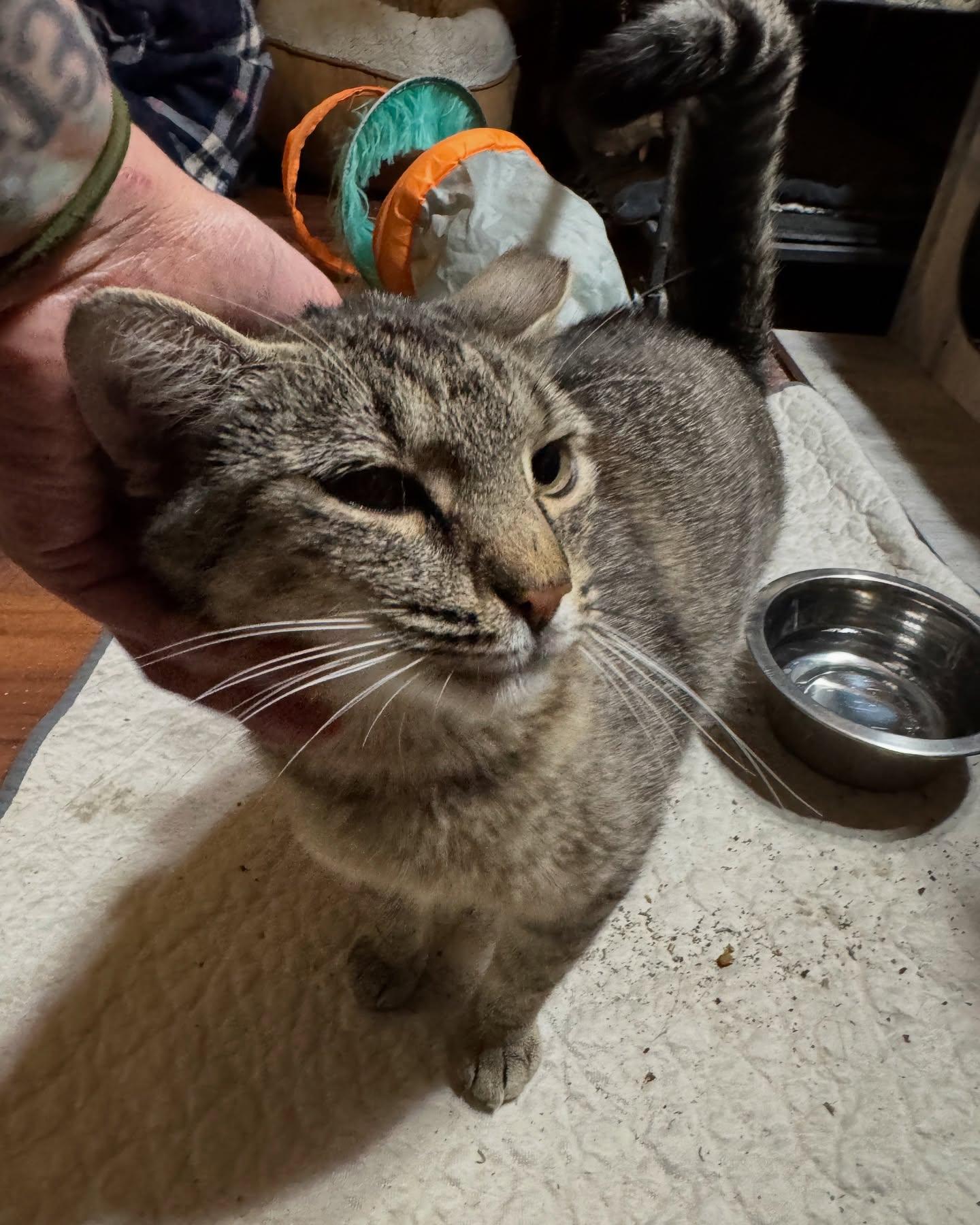 Cindy Lou, a Adoptable Domestic Short Hair in Rochester, NY image 6/6