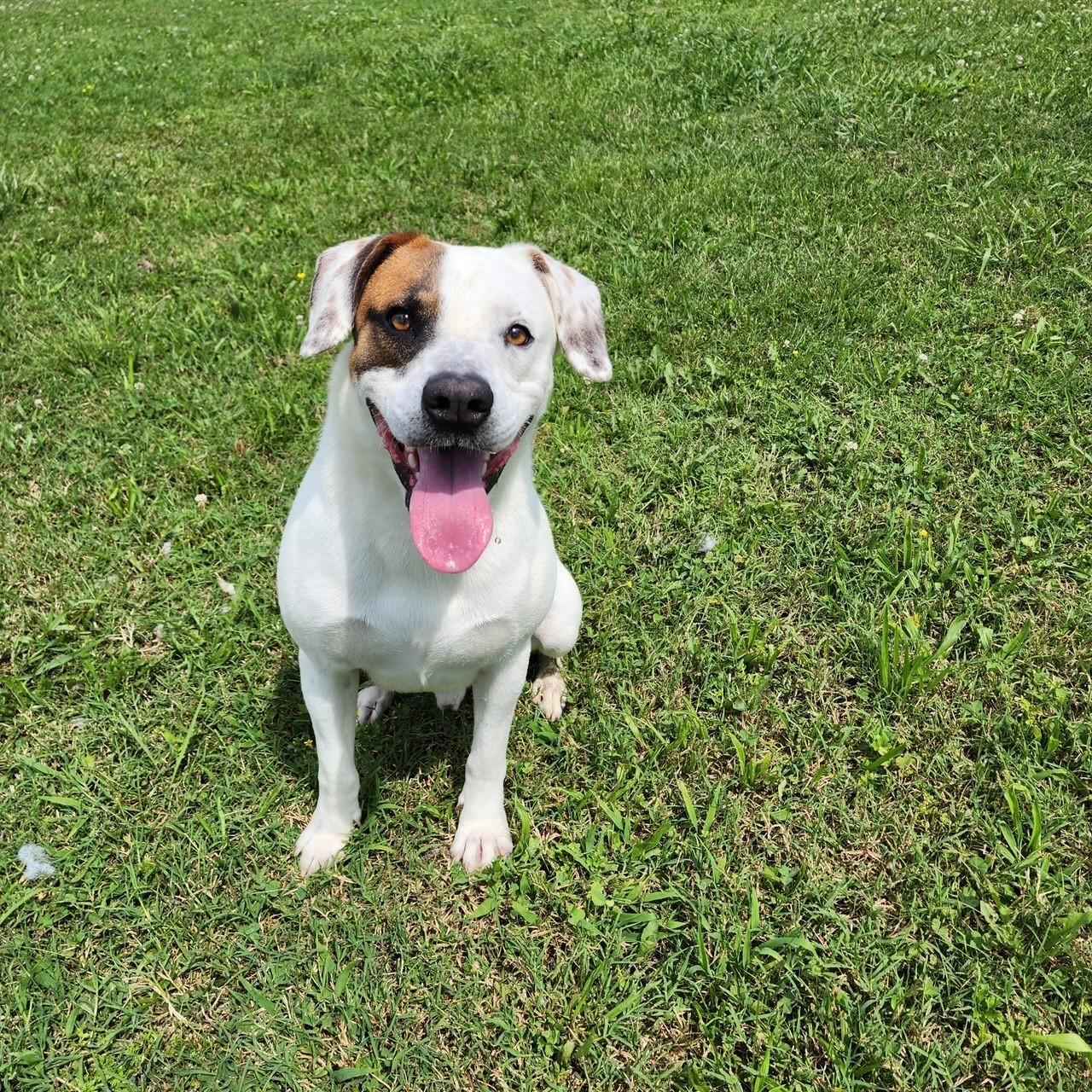 Enlarge Frazier, a Adoptable mixed breed in Tullahoma, TN image 1/5