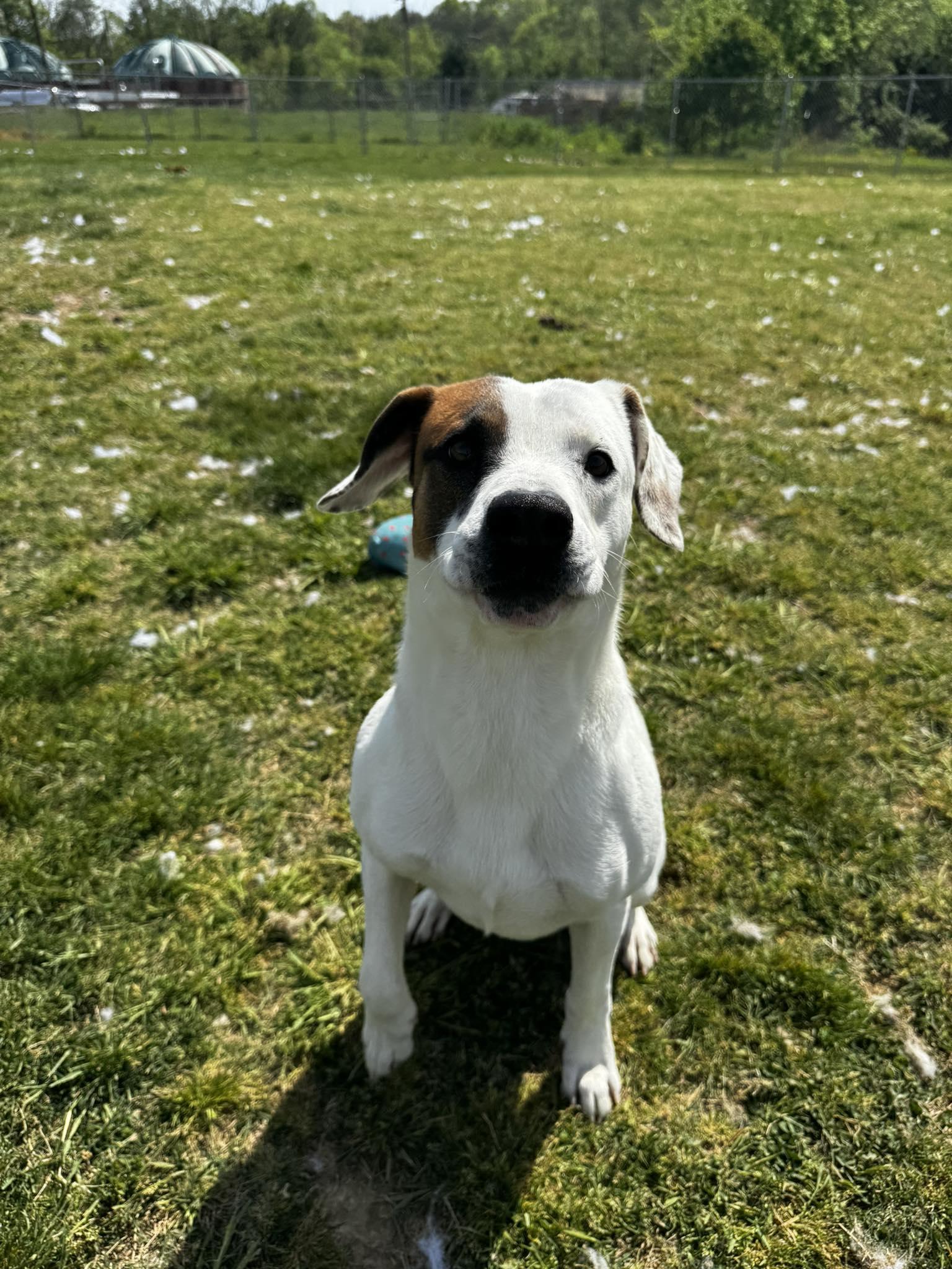Enlarge Frazier, a Adoptable mixed breed in Tullahoma, TN image 2/5