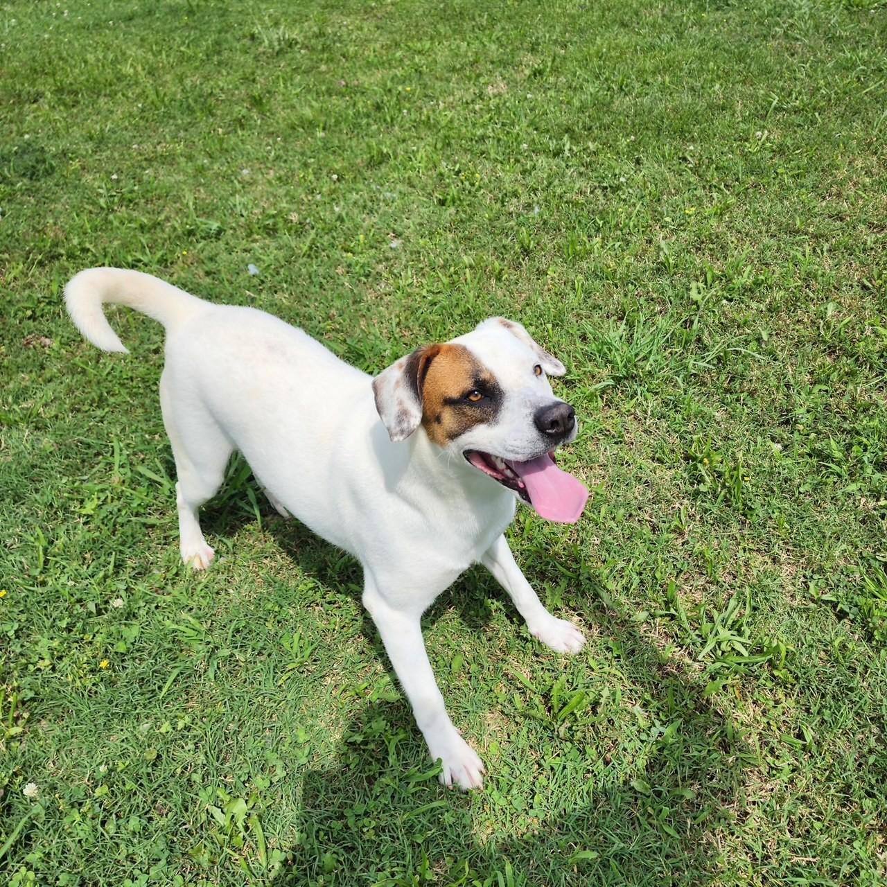 Enlarge Frazier, a Adoptable mixed breed in Tullahoma, TN image 4/5