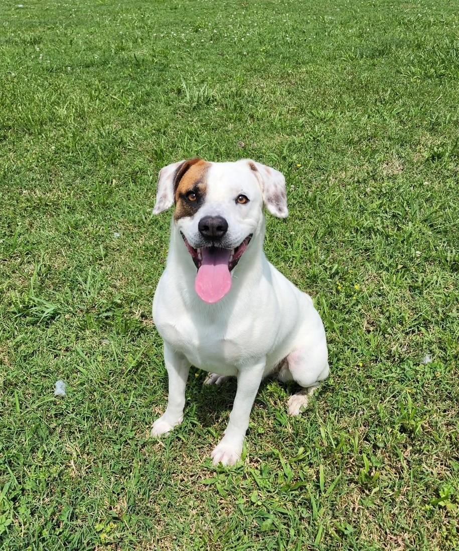 Enlarge Frazier, a Adoptable mixed breed in Tullahoma, TN image 5/5