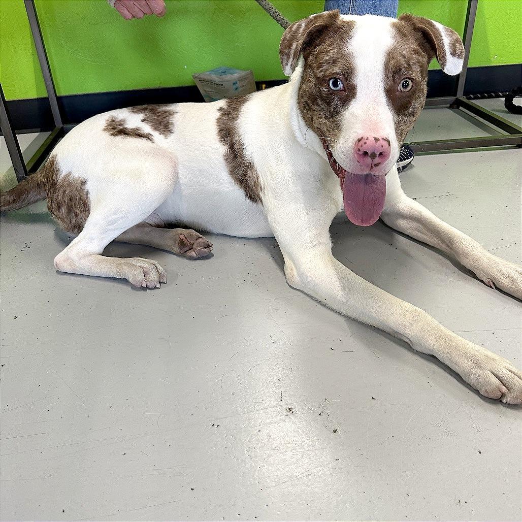 Turkey, Adoptable, Young Male Mixed Breed.