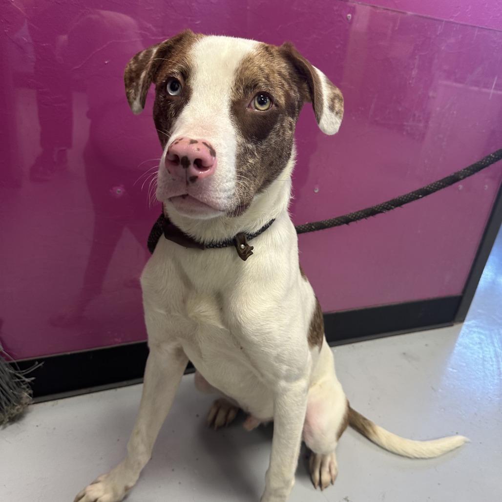 Turkey, Adoptable, Young Male Mixed Breed.