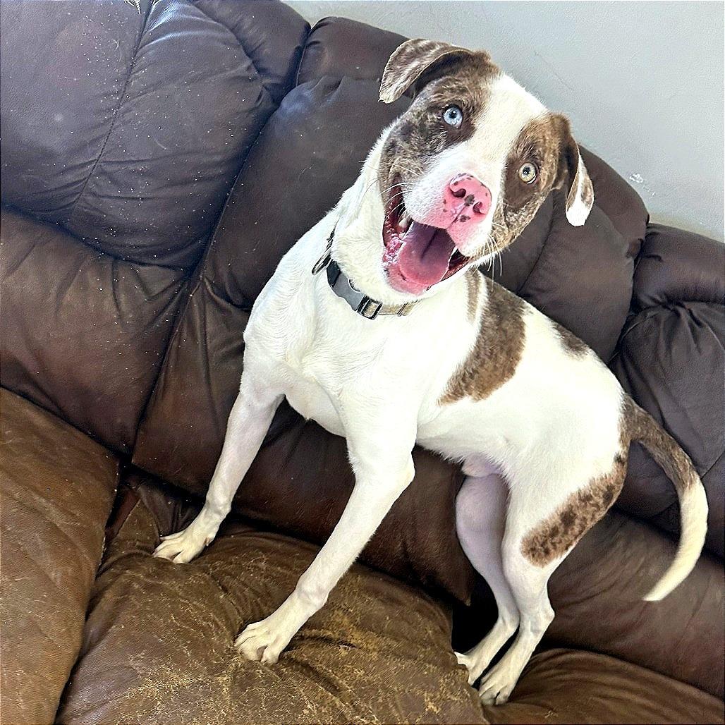 Enlarge Turkey, a Adoptable Mixed Breed in Ponca City, OK image 3/6