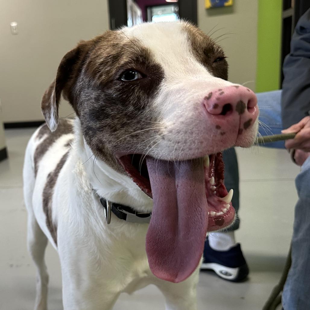 Enlarge Turkey, a Adoptable Mixed Breed in Ponca City, OK image 3/5