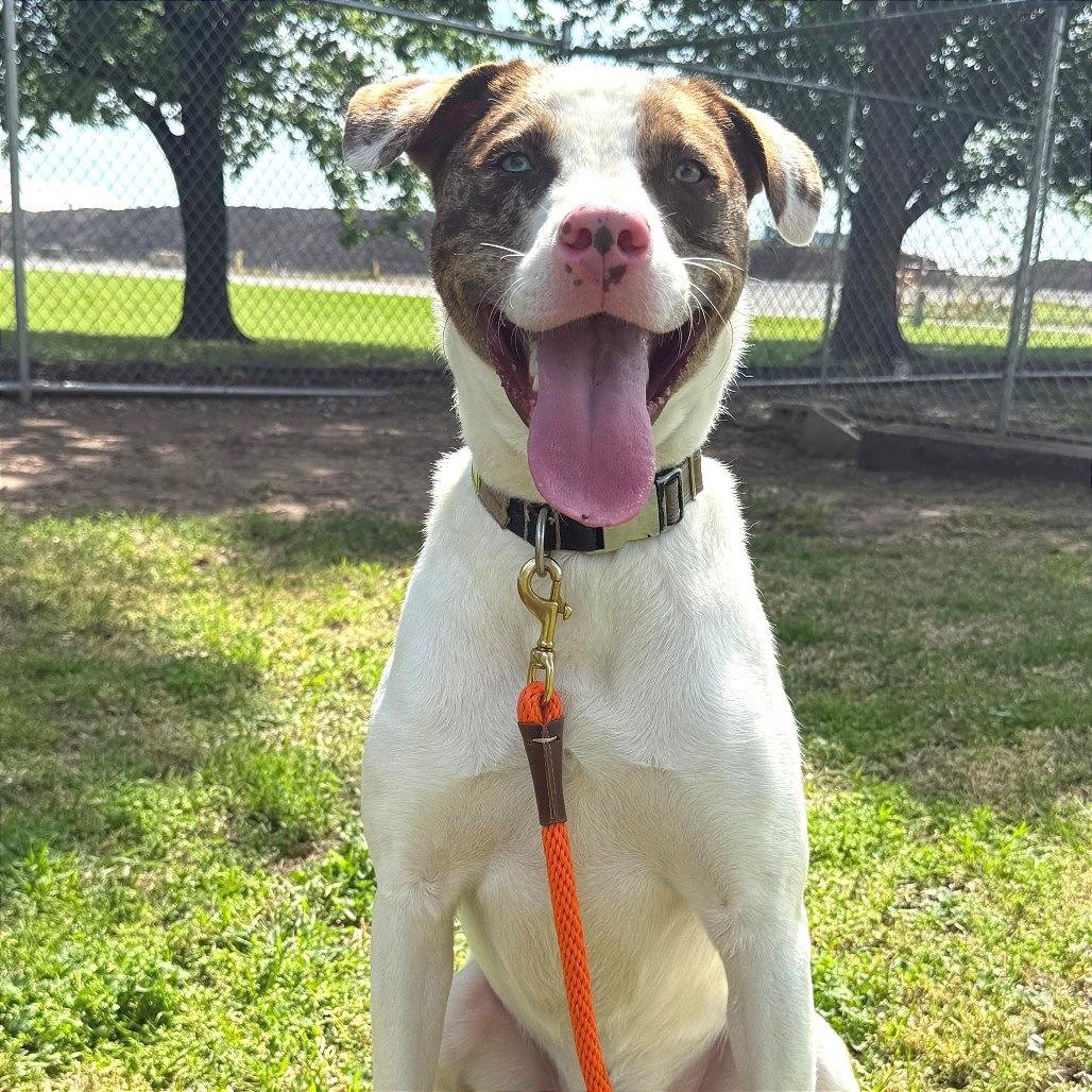 Turkey, a Adoptable Mixed Breed in Ponca City, OK image 5/6