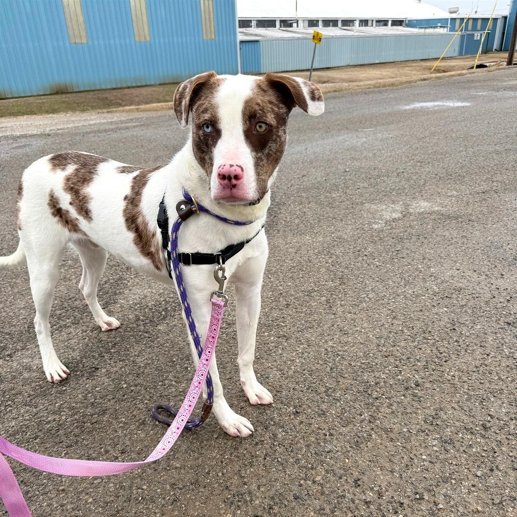 Enlarge Turkey, a Adoptable Mixed Breed in Ponca City, OK image 5/6