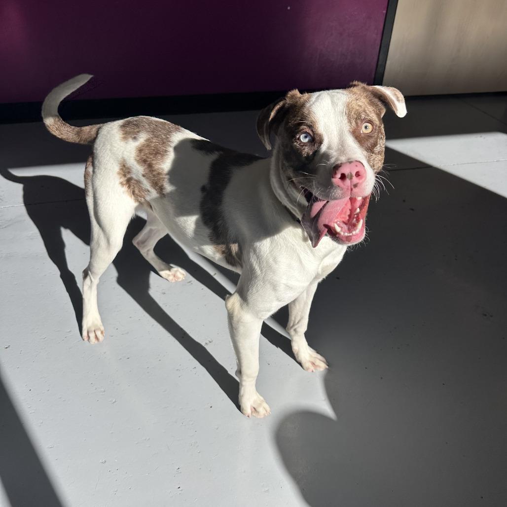 Enlarge Turkey, a Adoptable Mixed Breed in Ponca City, OK image 4/5