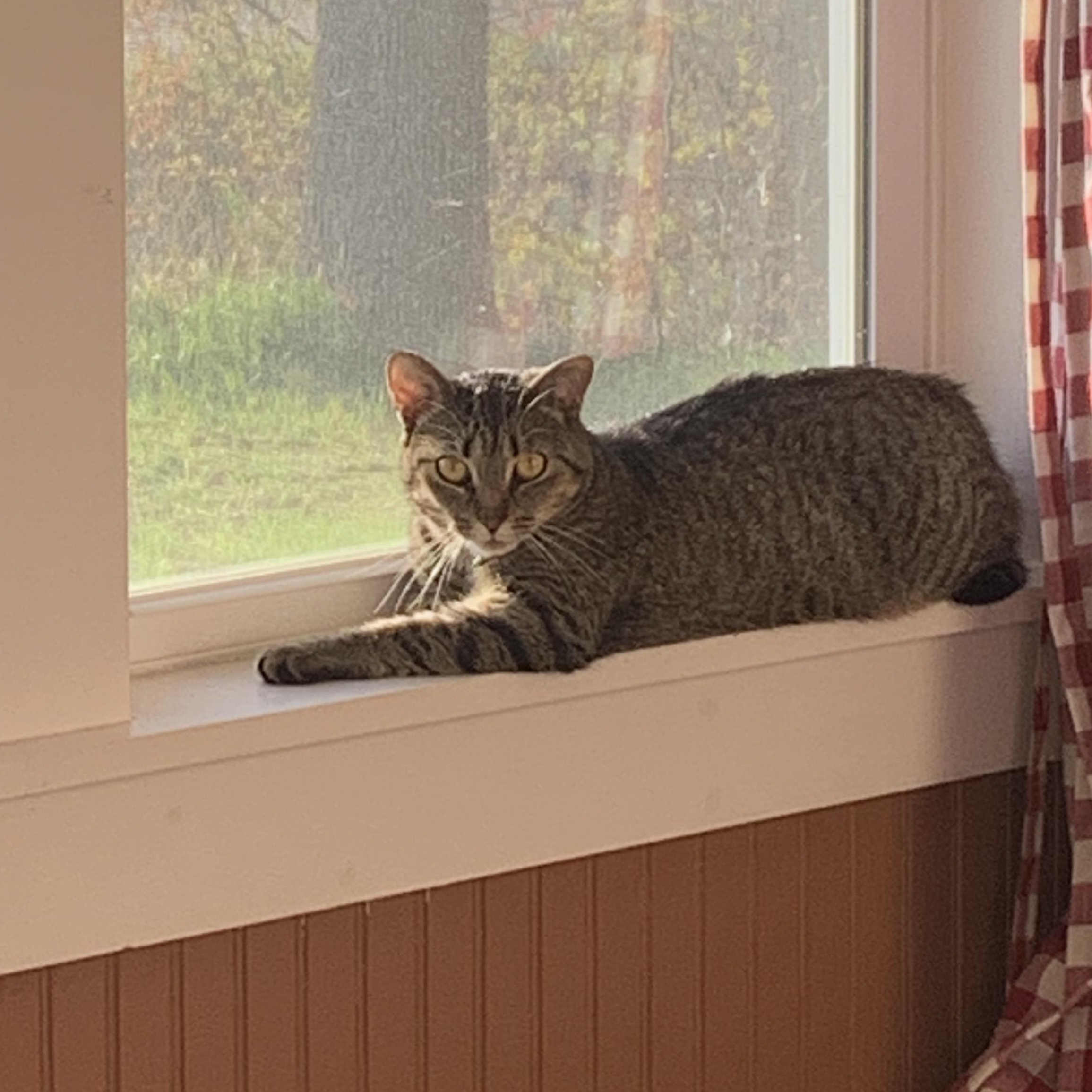 GEMMA, an adopted mixed breed in Ludington, MI image 5/6