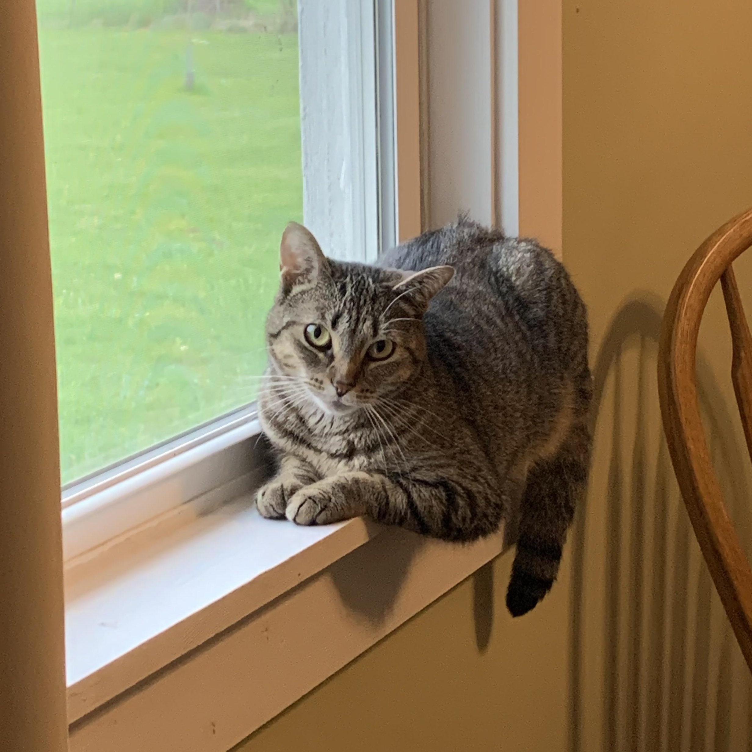 GEMMA, adopted, Adult Female Domestic Short Hair.