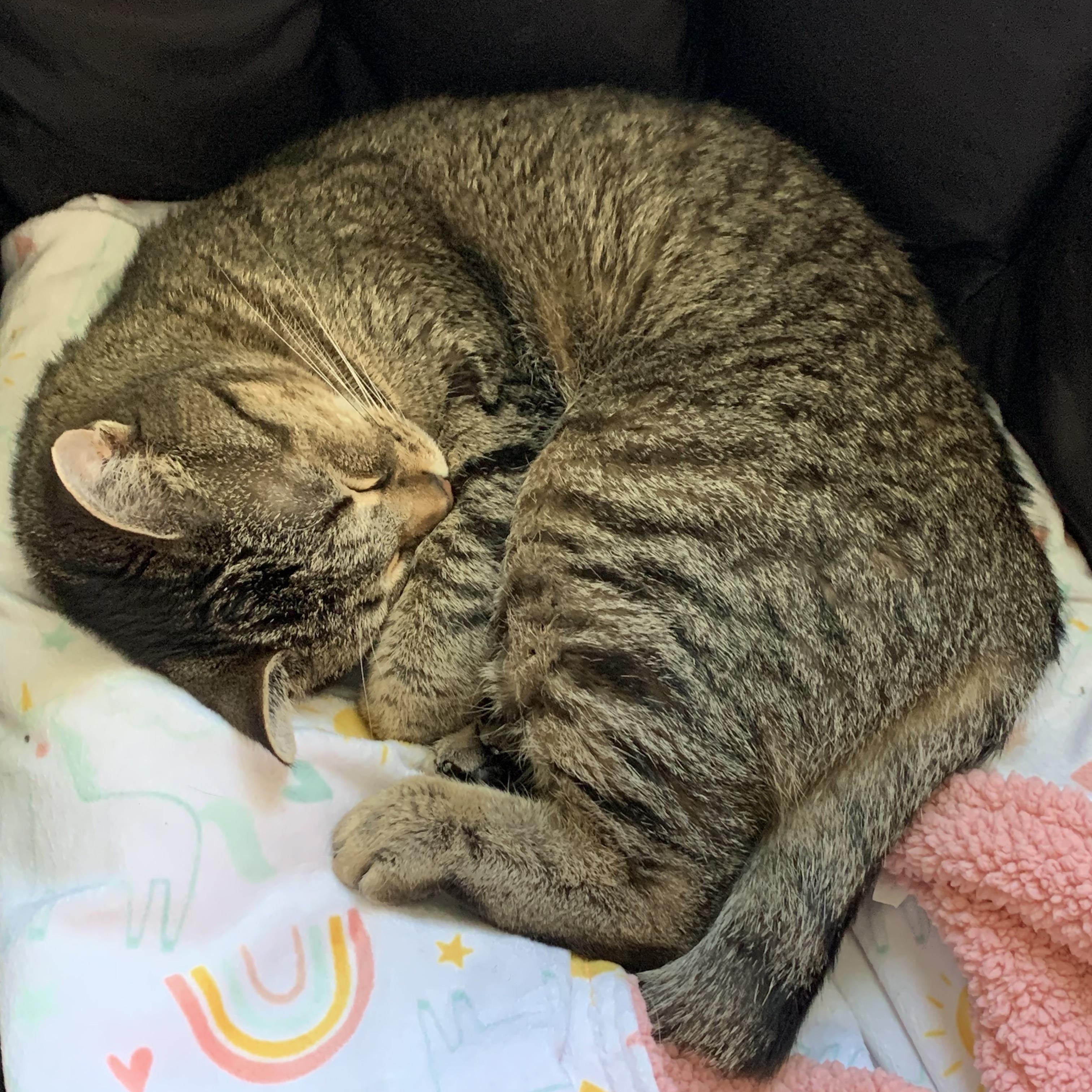 GEMMA, an adopted mixed breed in Ludington, MI image 4/6