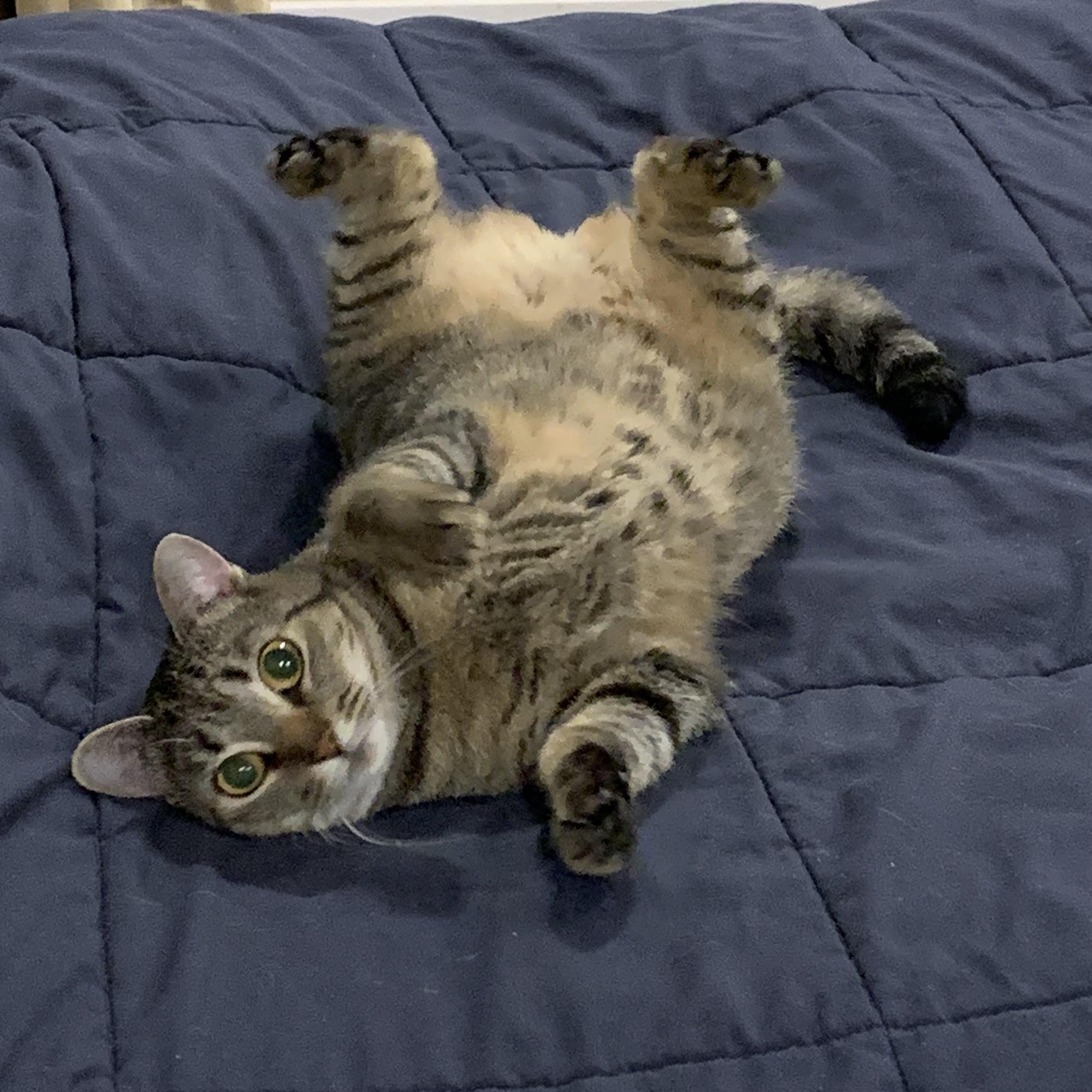 GEMMA, an adopted mixed breed in Ludington, MI image 3/6