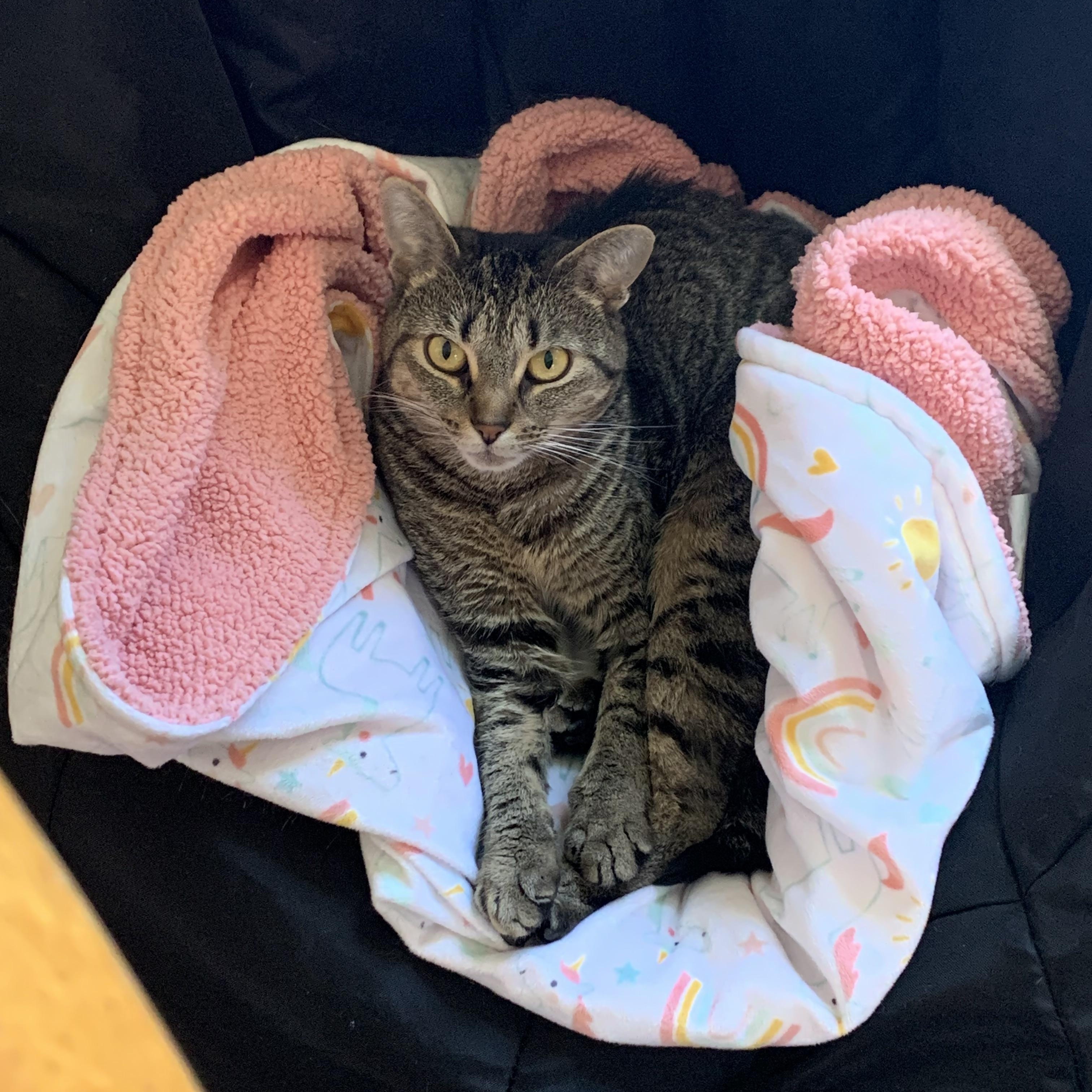 GEMMA, an adopted mixed breed in Ludington, MI image 6/6