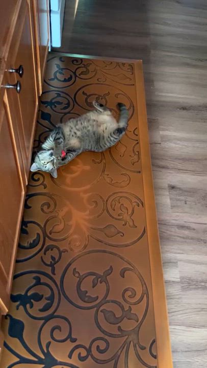 Enlarge GEMMA, an adopted mixed breed in Ludington, MI video 2/6