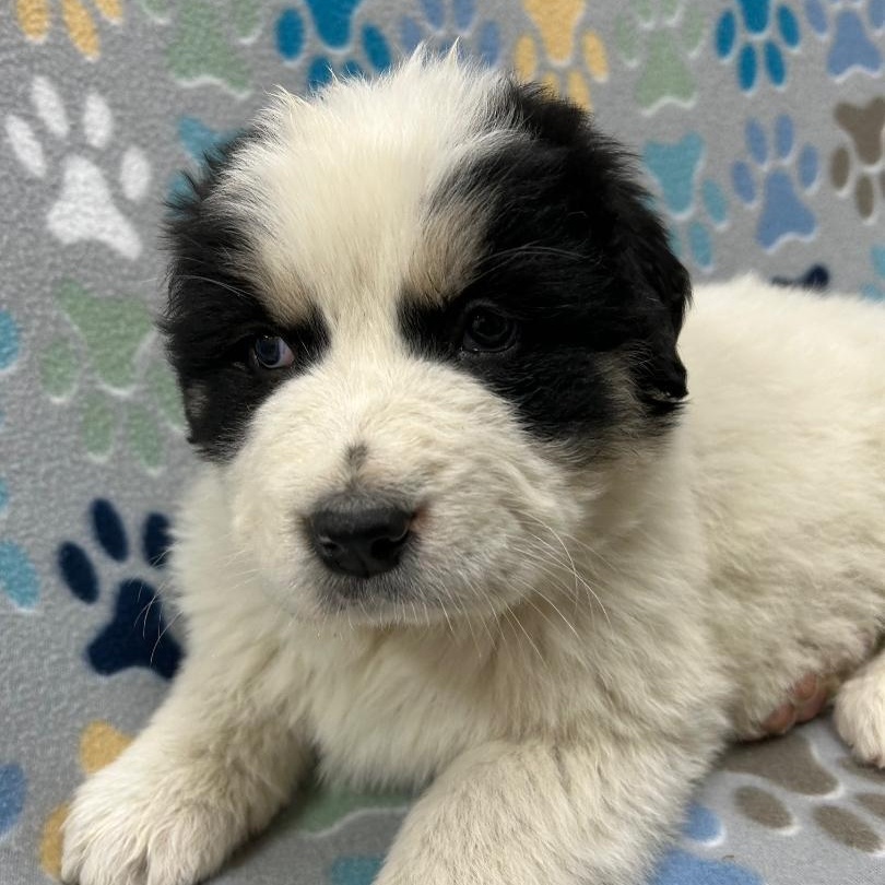 Enlarge Adele, an adopted mixed breed in Bartonsville, PA image 5/5