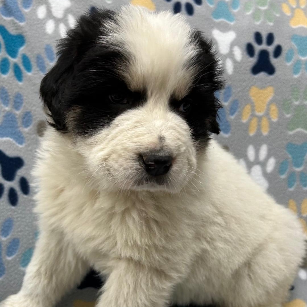 Enlarge Adele, an adopted mixed breed in Bartonsville, PA image 3/5